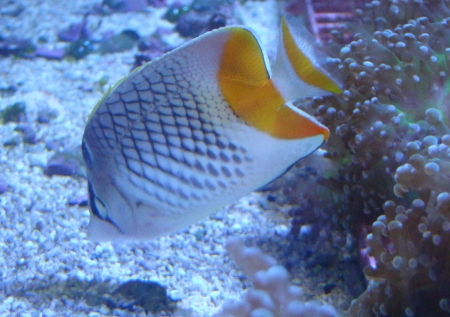  Chaetodon xanthurus (Crowned Pearlscale Butterflyfish, Yellowtail Butterflyfish)